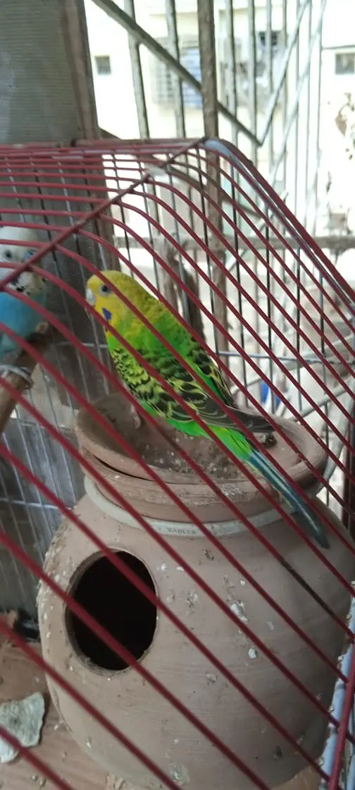 Australian birds for sale in Karachi — photo 4