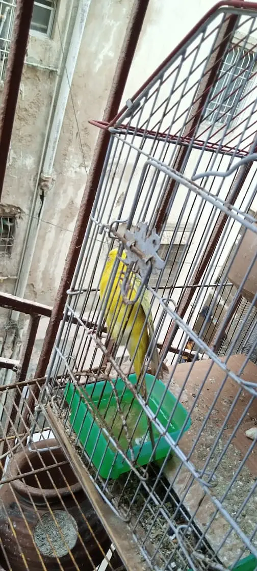 Australian birds for sale in Karachi — photo 5