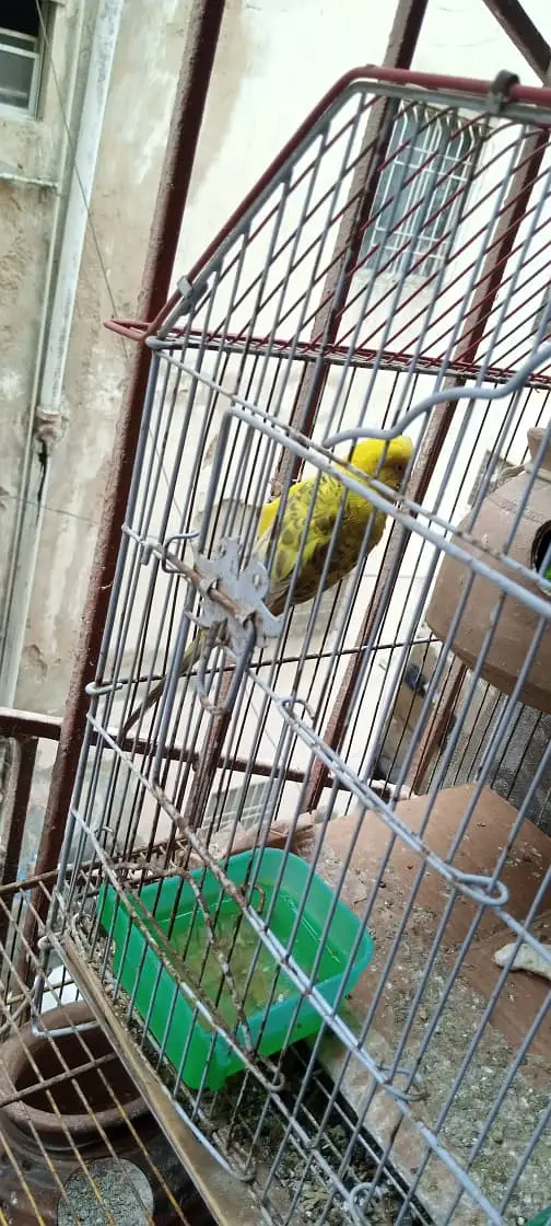 Australian birds for sale in Karachi — photo 6