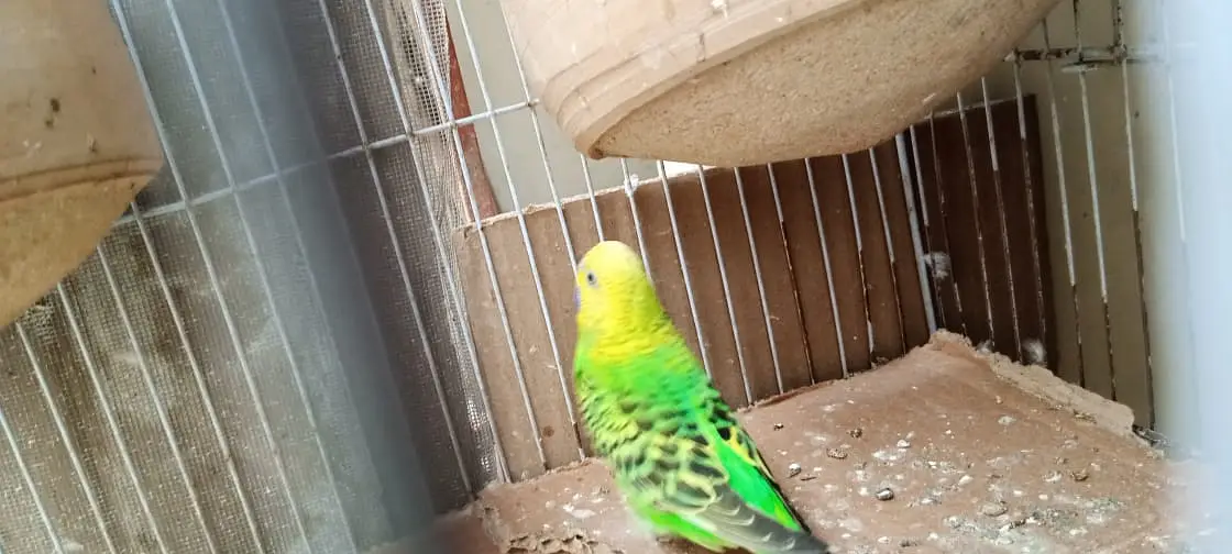 Australian birds for sale in Karachi — photo 7