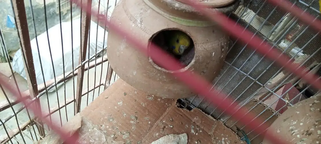 Australian birds for sale in Karachi — photo 8