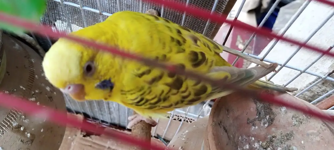 Australian birds for sale in Karachi — photo 9