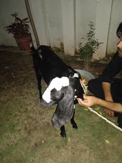 goat 15 months