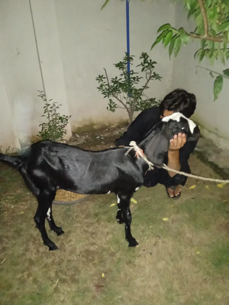 goat 15 months — photo 2