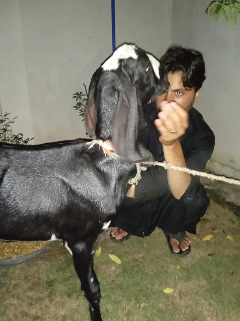 goat 15 months — photo 3