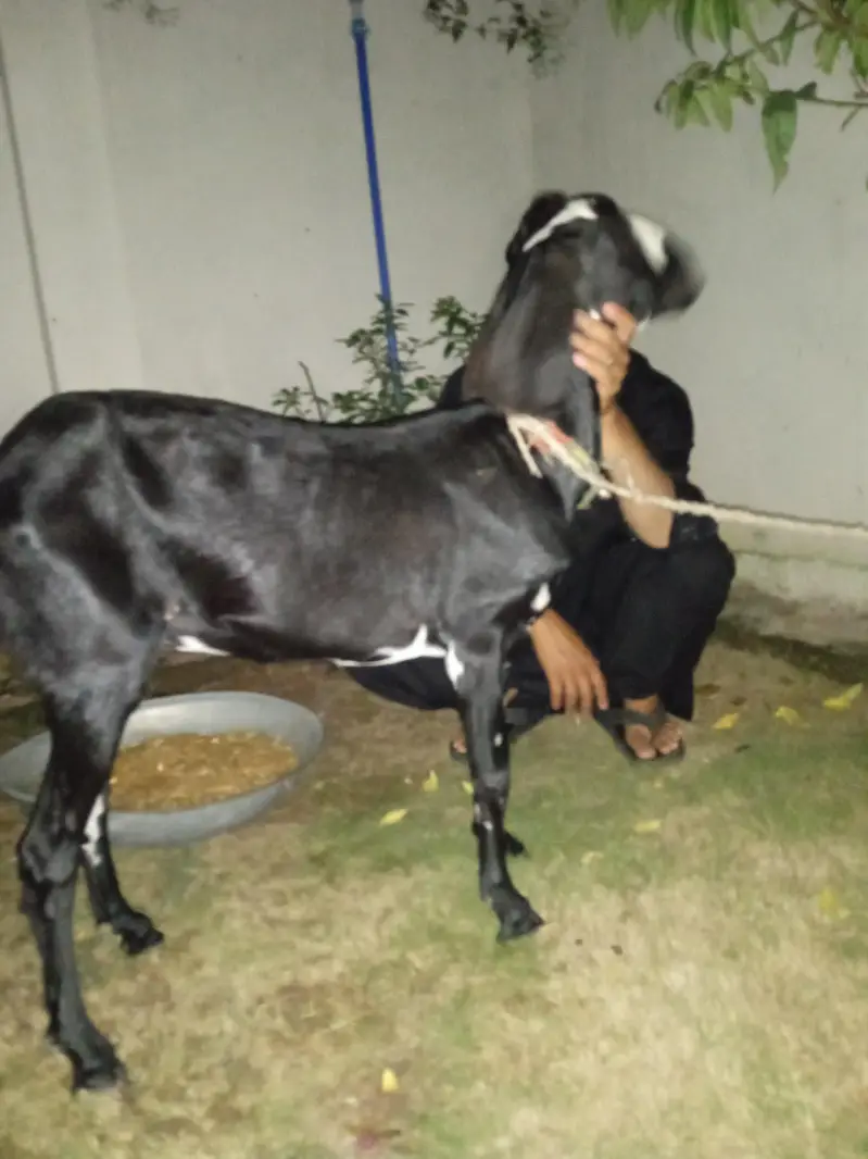 goat 15 months — photo 4