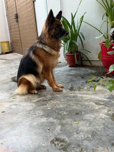 iam selling a German shepherd double coat