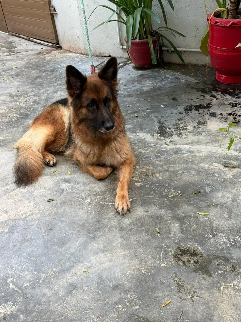 iam selling a German shepherd double coat. phone number 03219865659 — photo 2