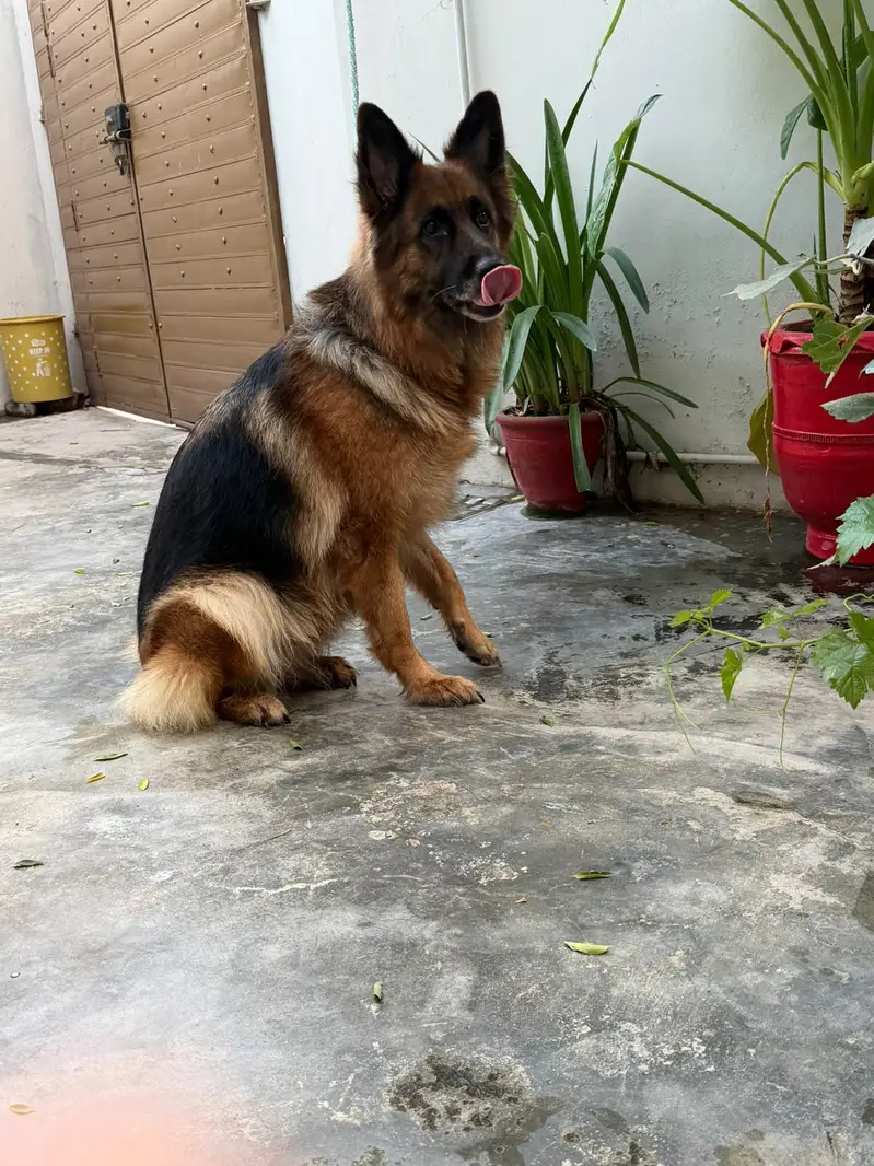 iam selling a German shepherd double coat. phone number 03219865659 — photo 3