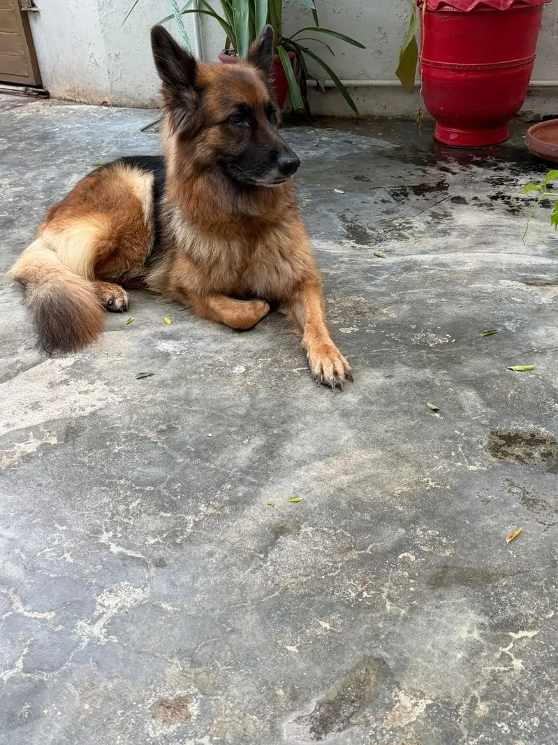 iam selling a German shepherd double coat. phone number 03219865659 — photo 4