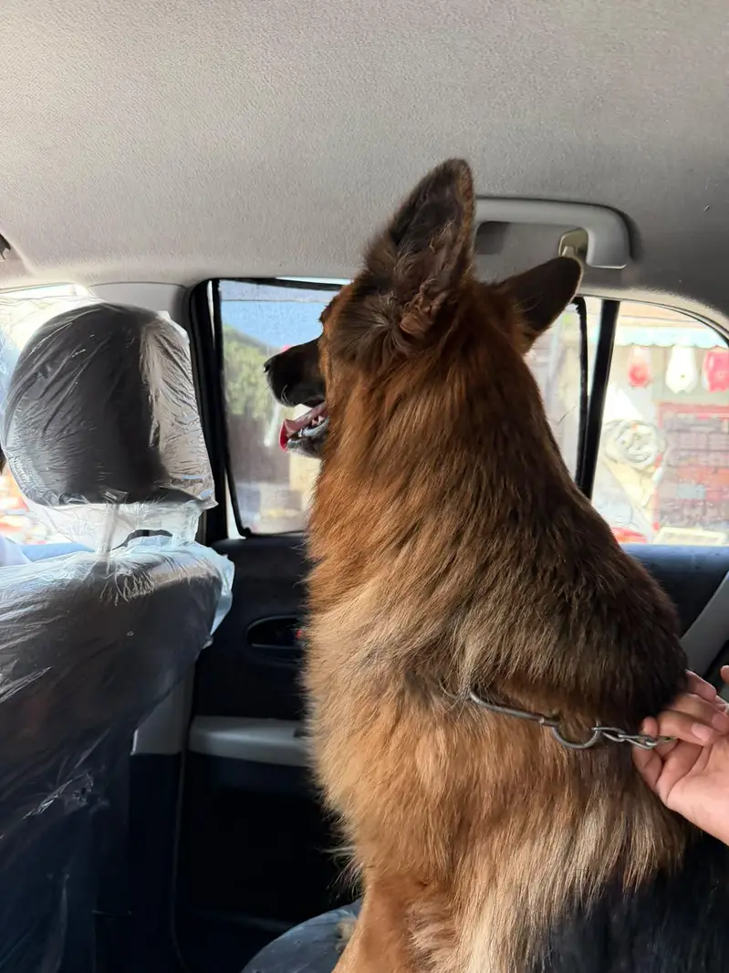 iam selling a German shepherd double coat. phone number 03219865659 — photo 5