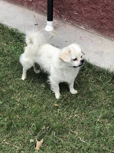 Female dog