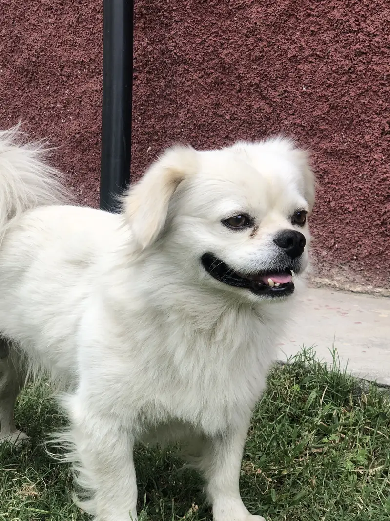 Female dog — photo 2