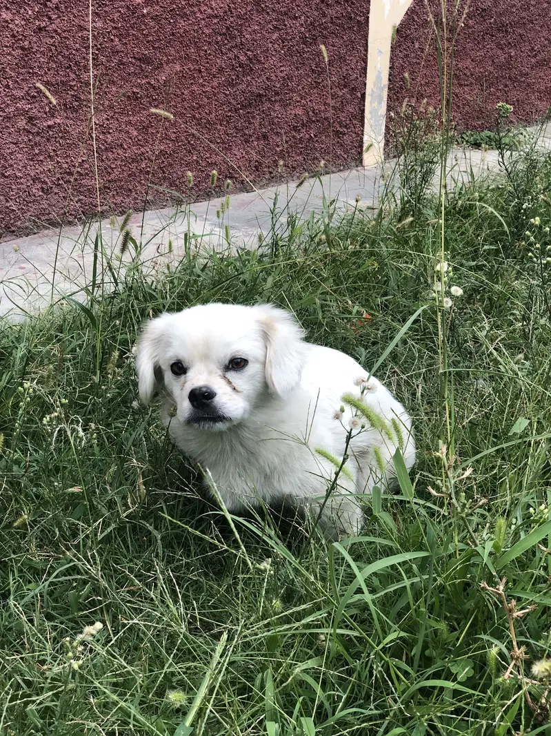 Female dog — photo 3