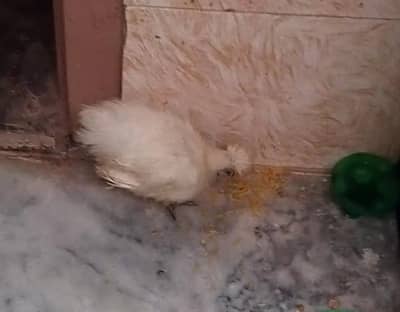 silky chick for sale
