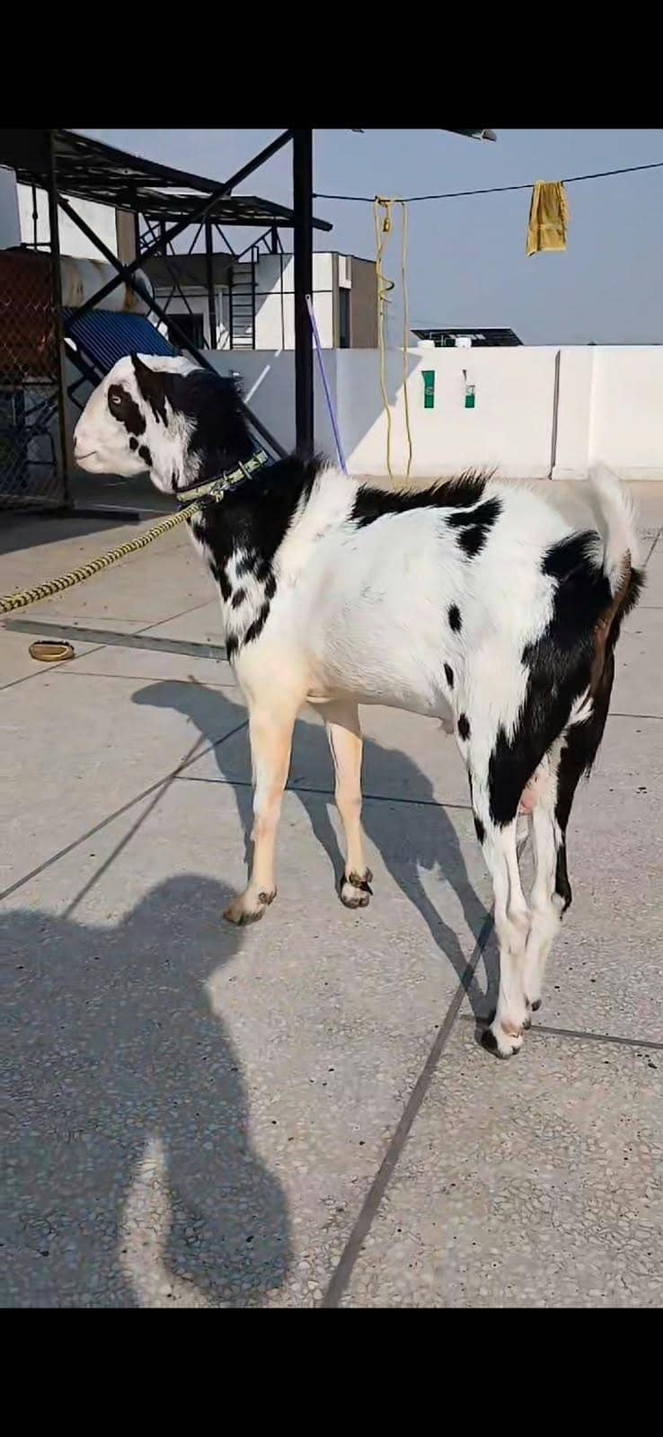 Teddi Bakra 0