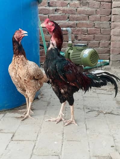 High Quality Aseel Pair for Sale اصیل مرغ اور مرغی جوڑا۔