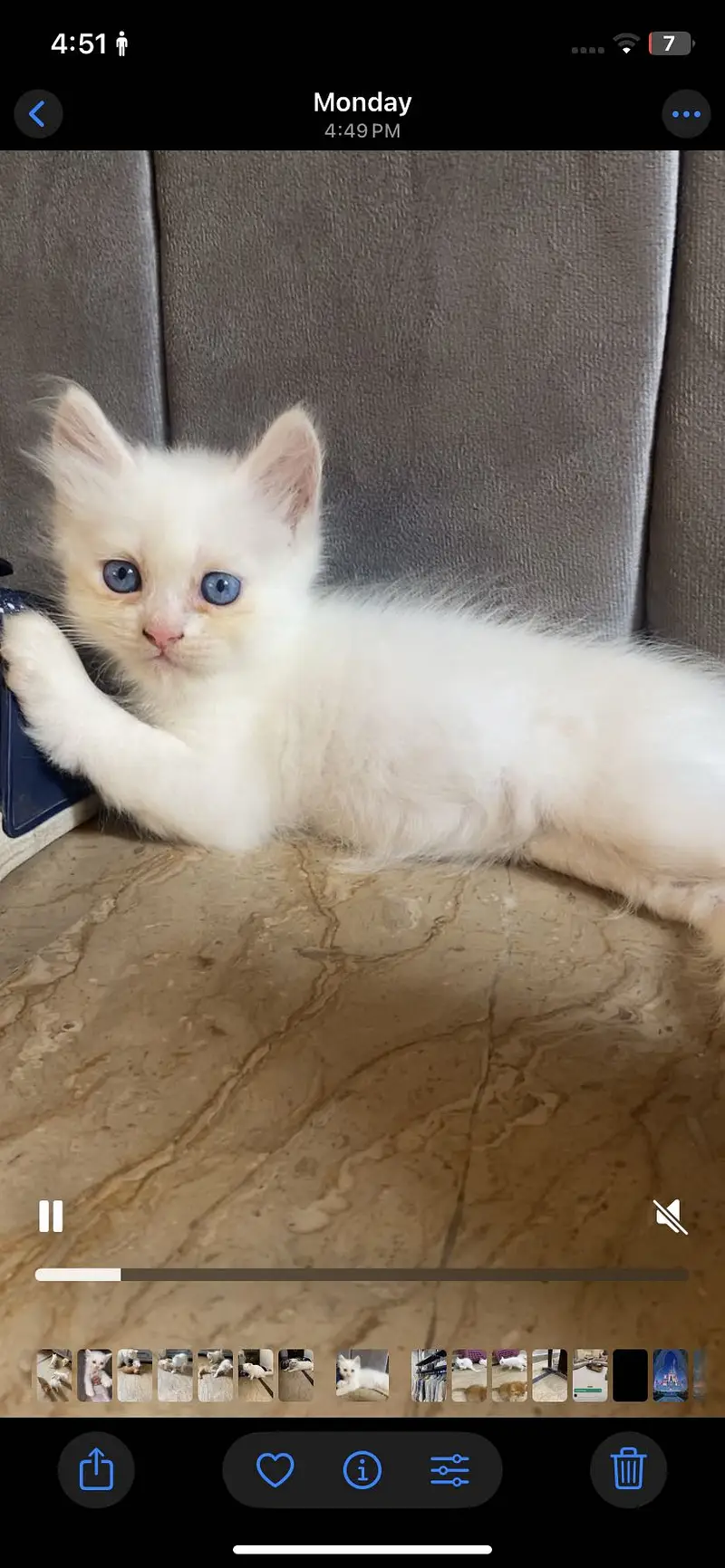 Healthy Male Persian Kitten for Sale — photo 4