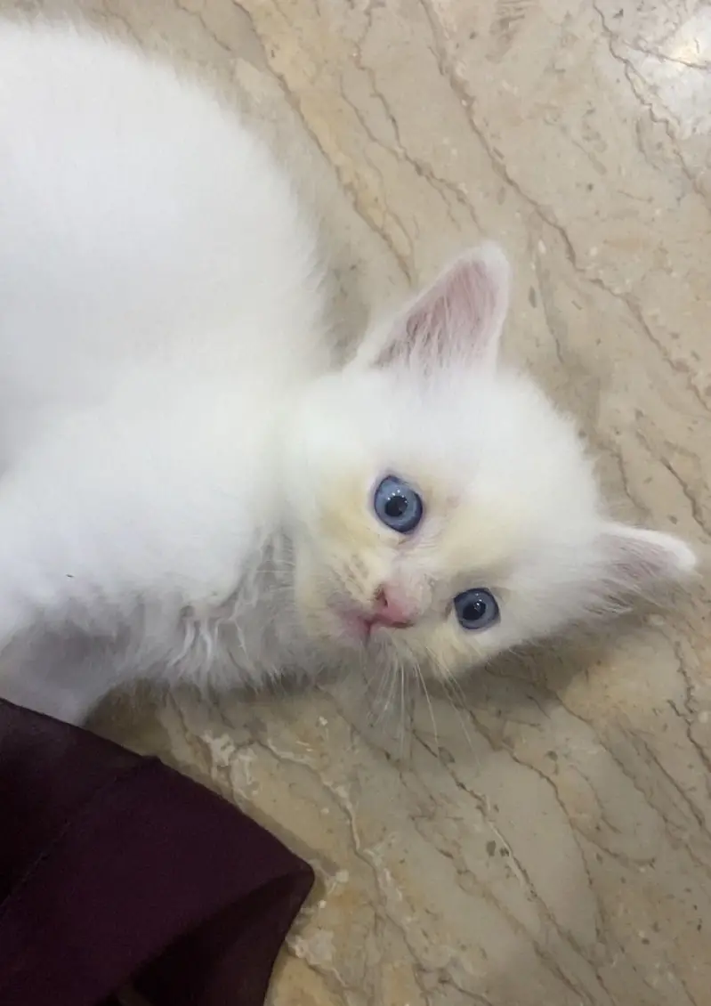 Healthy Male Persian Kitten for Sale — photo 5