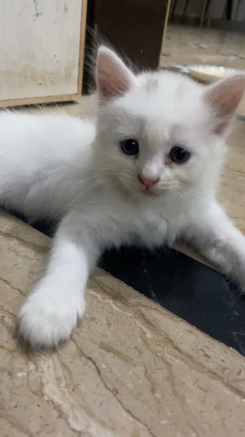 Healthy Male Persian Kitten for Sale — photo 6