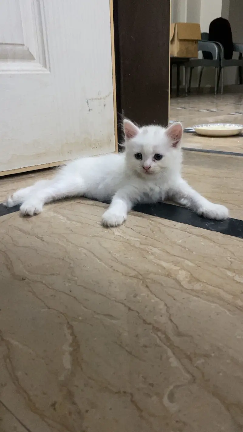 Healthy Male Persian Kitten for Sale — photo 7