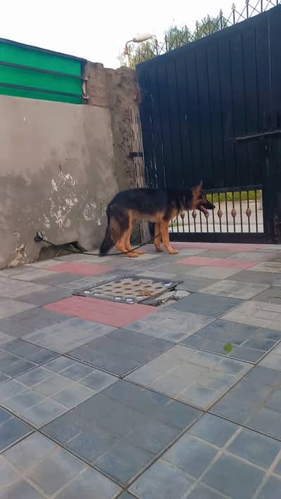 German shepherd