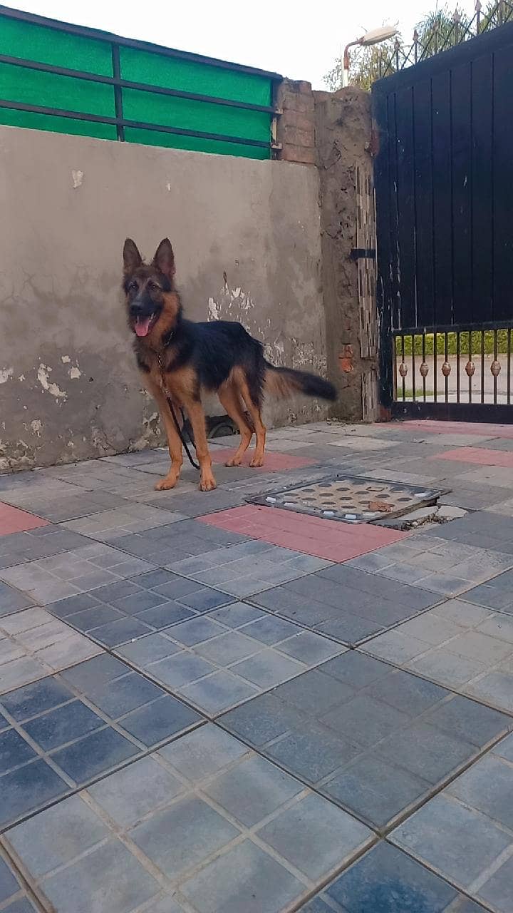 German shepherd 1
