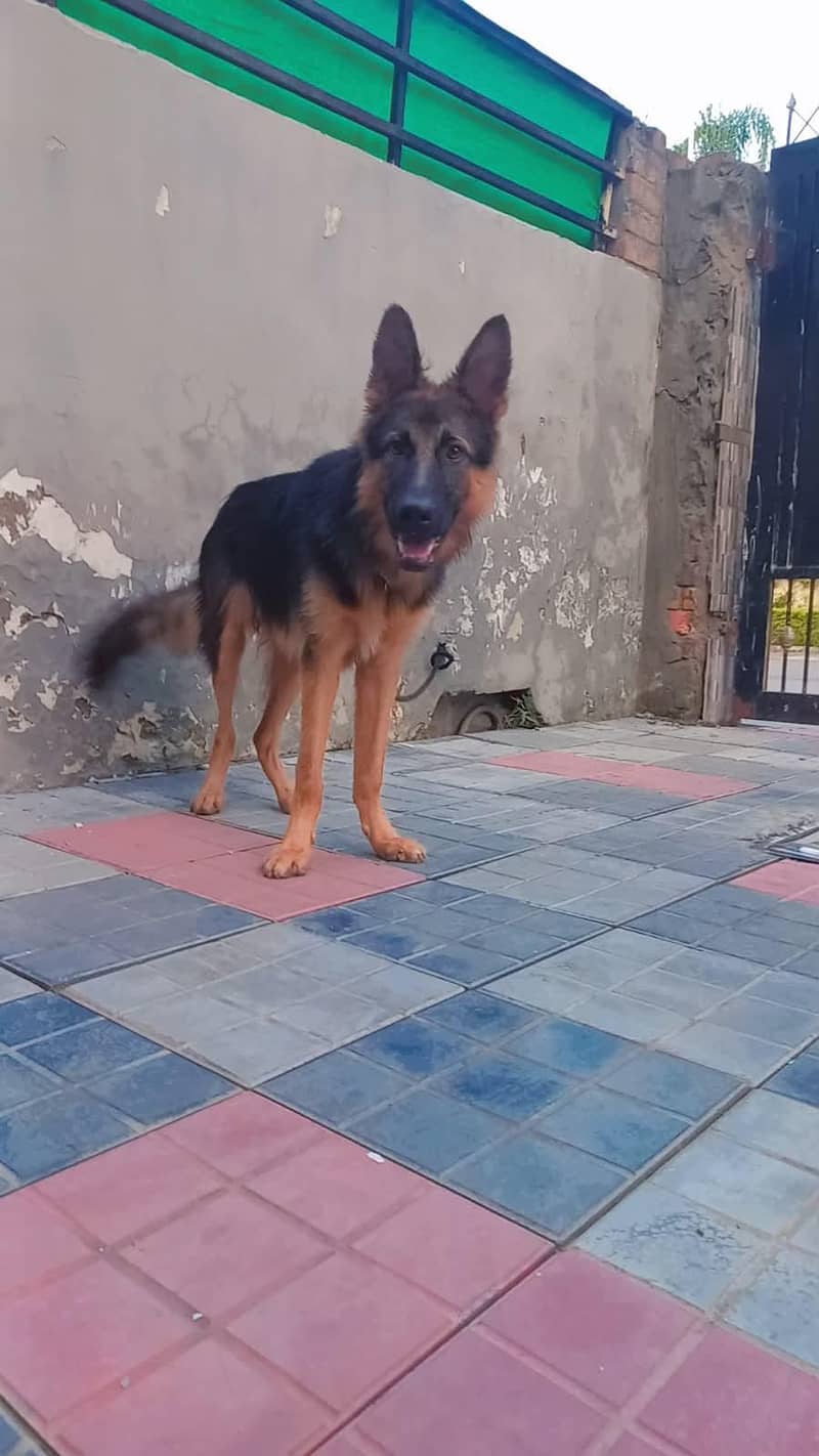 German shepherd 2