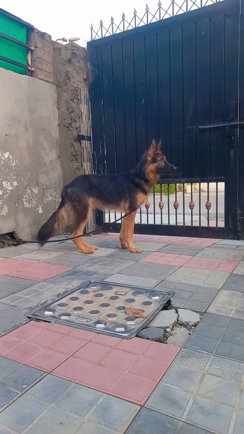 German shepherd 3