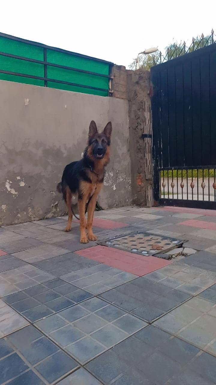 German shepherd 4