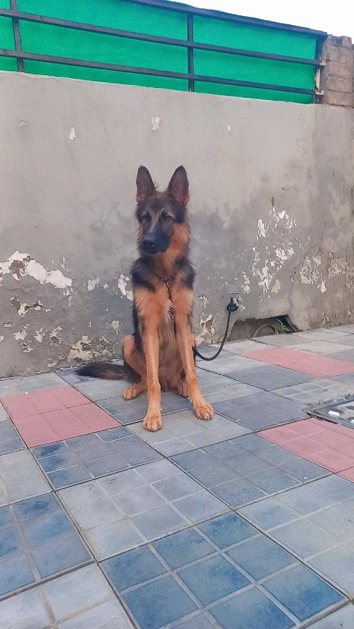 German shepherd 5