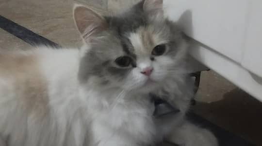 persian female