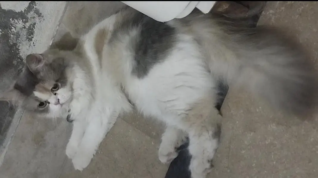 persian female — photo 2