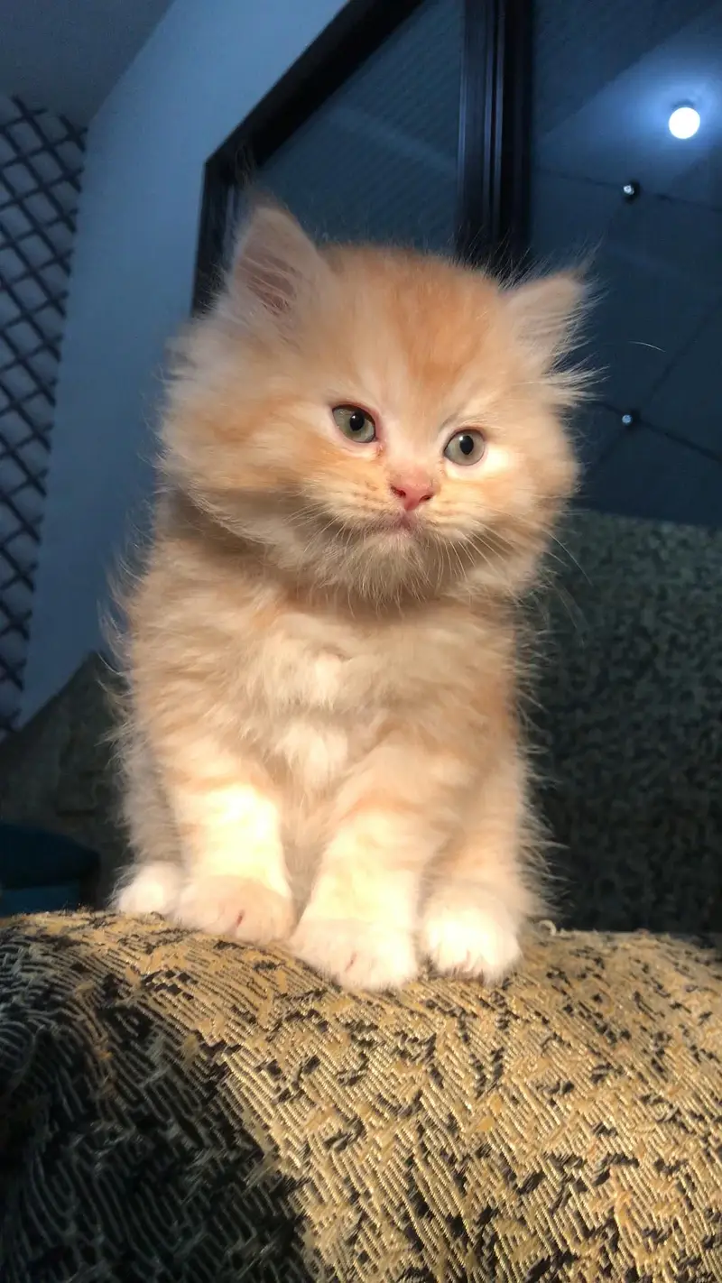 Triple coated Persian kitten — photo 3
