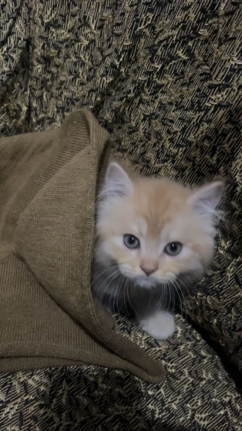 Triple coated Persian kitten — photo 4