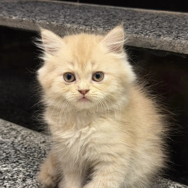 Triple coated Persian kitten — photo 5