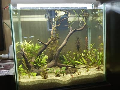Aquarium plants 
