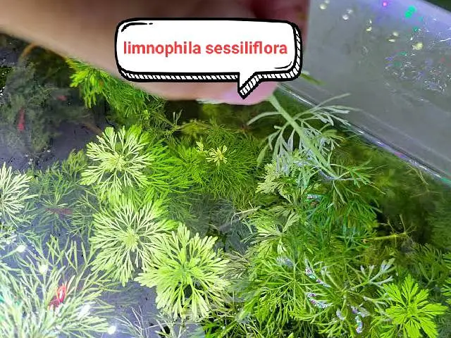 Aquarium plants  — photo 2