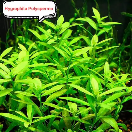 Aquarium plants  — photo 3