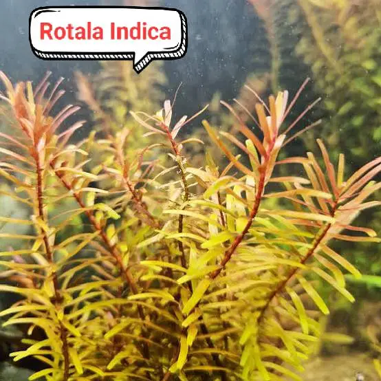 Aquarium plants  — photo 4