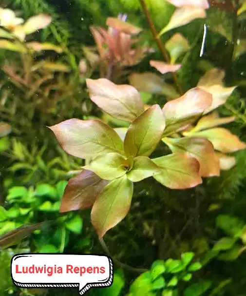 Aquarium plants  — photo 5