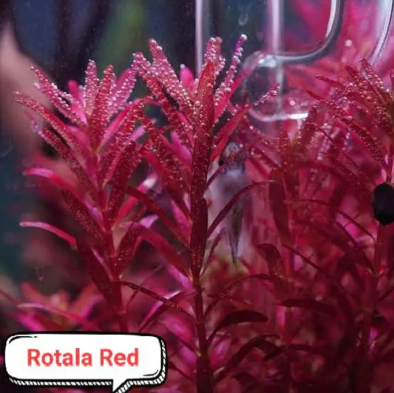 Aquarium plants  — photo 6