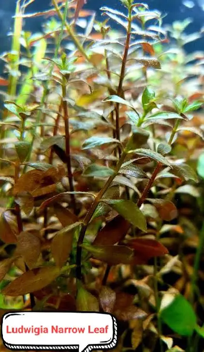 Aquarium plants  — photo 7