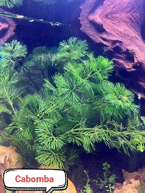 Aquarium plants  — photo 8