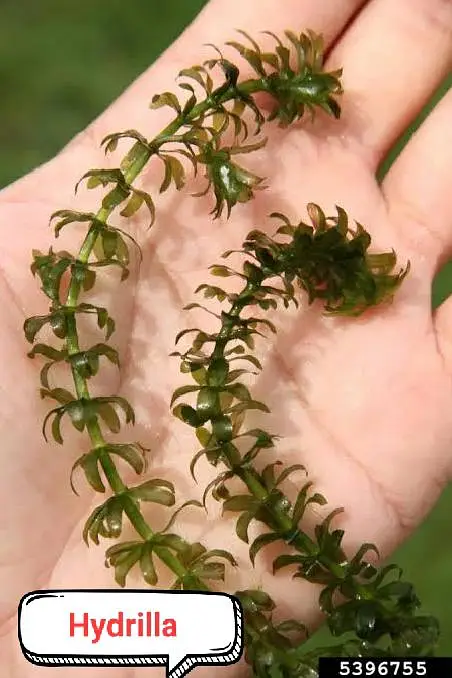 Aquarium plants  — photo 9
