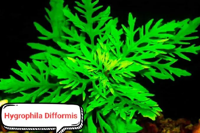 Aquarium plants  — photo 10