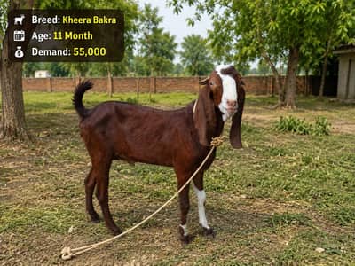 Beetal Bakra qurabni 2027 k liay kheera