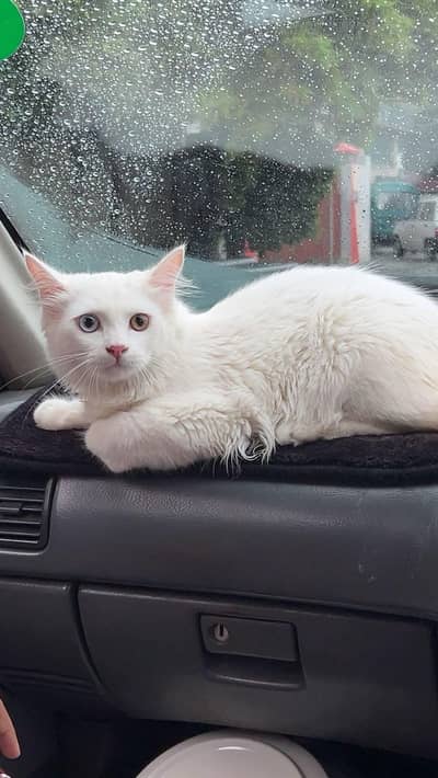 Persian Male cat.