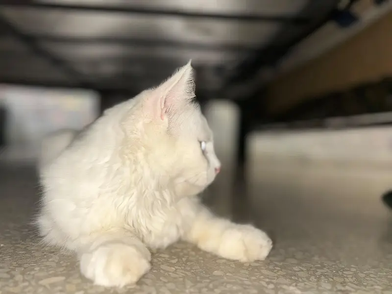Persian Male cat. — photo 2