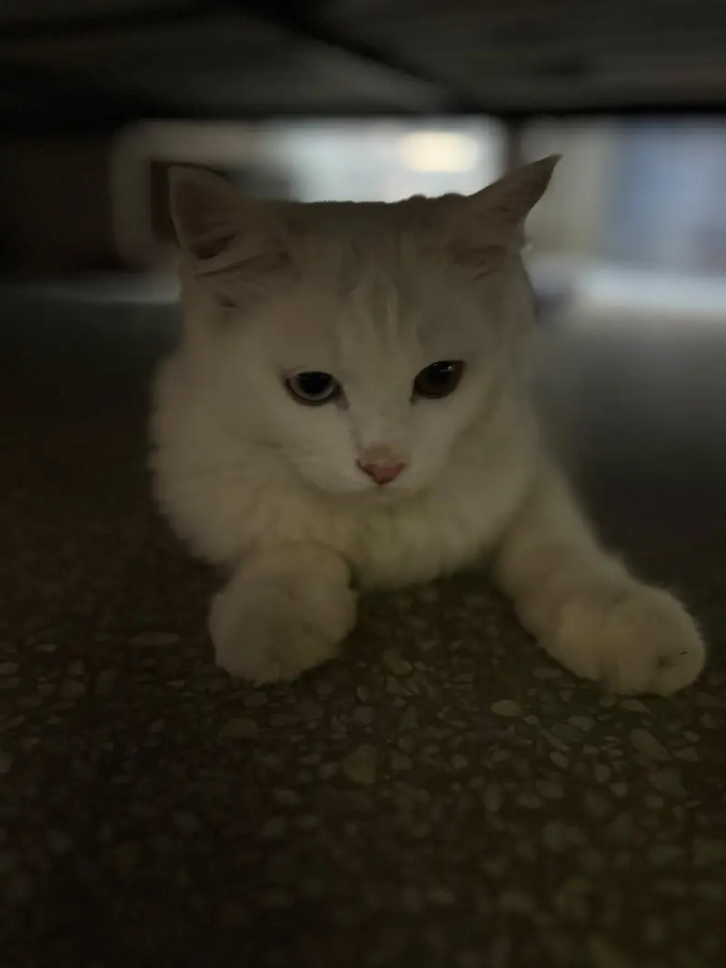 Persian Male cat. — photo 3